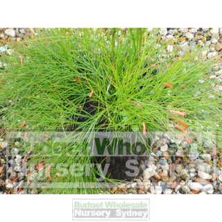 Russelia Ruby Falls 200Mm Pot Plants