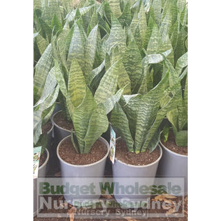 Sansevieria Robusta 200Mm Mother In Laws Tounge Plants