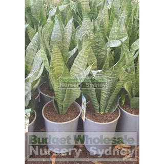 Sansevieria Robusta 200Mm Mother In Laws Tounge Plants