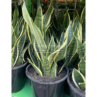 Sansevieria robusta 250mm Dwarf Mother In Laws Tongue Plants