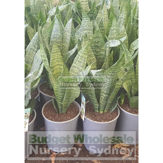 Sansevieria Robusta 200Mm Mother In Laws Tounge Plants