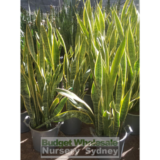 Sansevieria Trifasciata Laurentii - Mother In Laws Tongue 300Mm Pots Plants