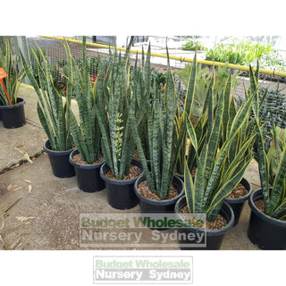 Sansevieria Trifasciata Laurentii - Mother In Laws Tongue 300Mm Pots Plants