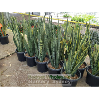 Sansevieria Trifasciata Laurentii - Mother In Laws Tongue 300Mm Pots Plants