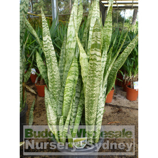Sansevieria Trifasciata Mother In Laws Tongue Large 300Mm Default Type