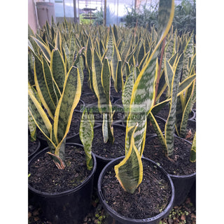 Sansevieria Trifasciata Mother In Laws Tounge 200Mm Pots Plants