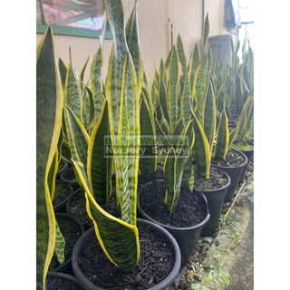 Sansevieria Trifasciata Mother In Laws Tounge 200Mm Pots Plants