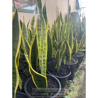 Sansevieria Trifasciata Mother In Laws Tounge 200Mm Pots Plants