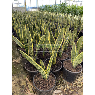 Sansevieria Trifasciata Mother In Laws Tounge 200Mm Pots Plants