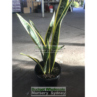 Sansevieria Trifasciata Mother In Laws Tounge 200Mm Pots Plants