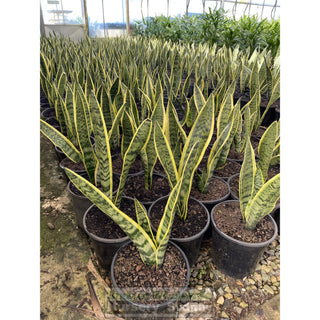 Sansevieria Trifasciata Mother In Laws Tounge 200Mm Pots Plants