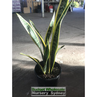 Sansevieria Trifasciata Mother In Laws Tounge 200Mm Pots Plants