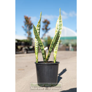 Sansevieria Trifasciata Mother In Laws Tounge 200Mm Pots Plants