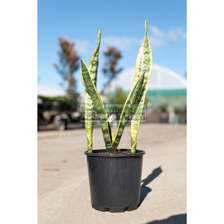 Sansevieria Trifasciata Mother In Laws Tounge 200Mm Pots Plants