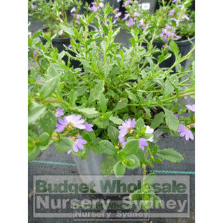 Scaevola Purple Fusion 140Mm Pot Default Type