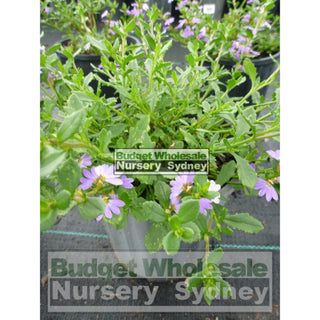 Scaevola Purple Fusion 140Mm Pot Default Type