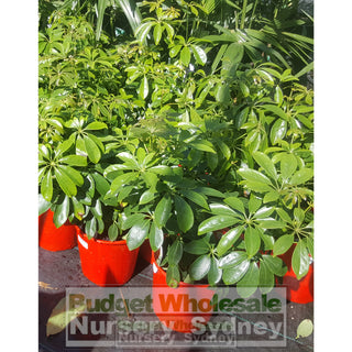 Schefflera Arboricola (Dwarf Umbrella Tree) 175Mm Default Type