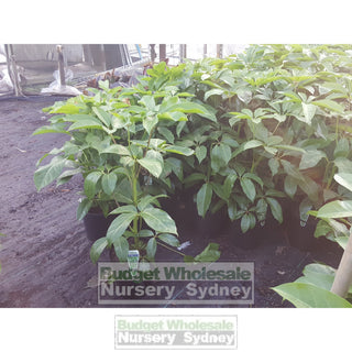 Schefflera Arboricola (Dwarf Umbrella Tree) 175Mm Default Type
