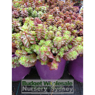 Sedum Spirit 140Mm Pots Gift Card