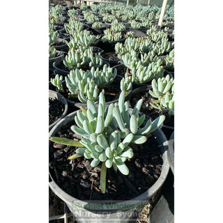 Senecio Serpens 140Mm Pot Dwarf Chalk Sticks Default Type