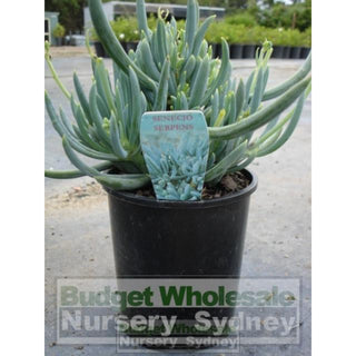 Senecio Serpens 140Mm Pot Chalk Sticks Default Type