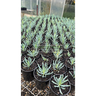 Senecio Mandraliscae 140Mm Pot Chalk Sticks Default Type