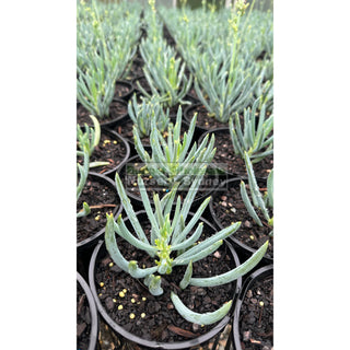 Senecio Mandraliscae 140Mm Pot Chalk Sticks Default Type