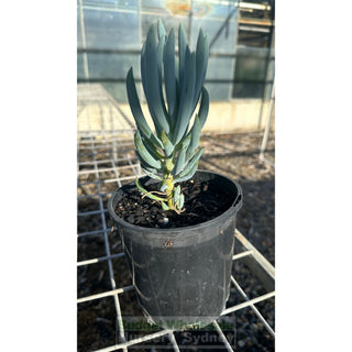 Senecio Mandraliscae 140Mm Pot Chalk Sticks Default Type