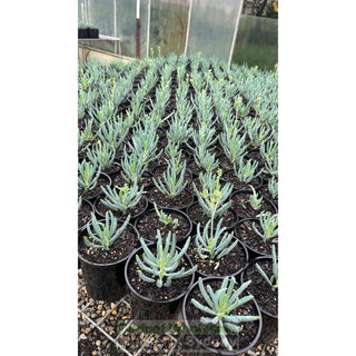 Senecio Mandraliscae 140Mm Pot Chalk Sticks Default Type