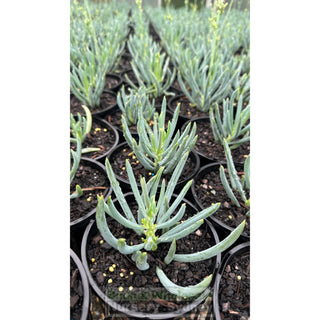 Senecio Mandraliscae 140Mm Pot Chalk Sticks Default Type