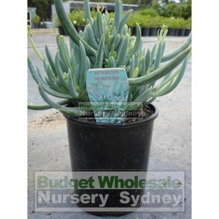 Senecio Serpens 140Mm Pot Chalk Sticks Default Type