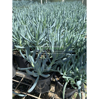 Senecio Serpens 140Mm Pot Chalk Sticks Default Type