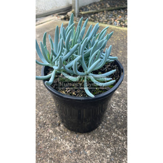 Senecio Serpens 200Mm Pot Large Chalk Sticks Default Type