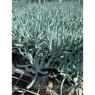 Senecio Serpens 140Mm Pot Chalk Sticks Default Type