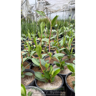 Snake Vine Hibbertia Scandens 140mm Pot - Plants