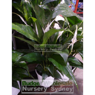 Spathiphyllum Sensation 200Mm Pots Default Type