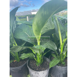 Spathiphyllum Sensation 200Mm Pots Default Type