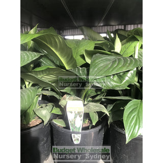 Spathiphyllum Sensation 200Mm Pots Default Type