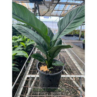 Spathiphyllum Sensation 200Mm Pots Default Type
