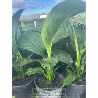 Spathiphyllum Sensation 200Mm Pots Default Type