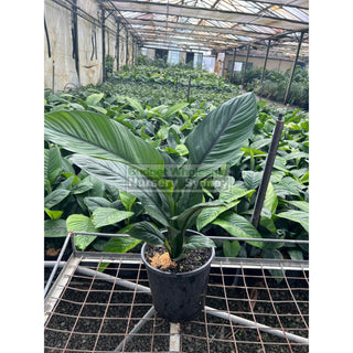 Spathiphyllum Sensation 200Mm Pots Default Type