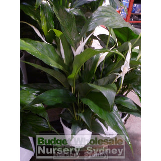 Spathiphyllum Sensation 200Mm Pots Default Type