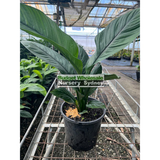 Spathiphyllum Sensation 200Mm Pots Default Type