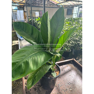 Spathiphyllum Sensation Xlarge 300Mm Pot Indoor House Plant Default Type