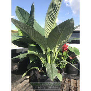 Spathiphyllum Sensation Xlarge 300Mm Pot Indoor House Plant Default Type