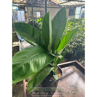 Spathiphyllum Sensation Xlarge 300Mm Pot Indoor House Plant Default Type