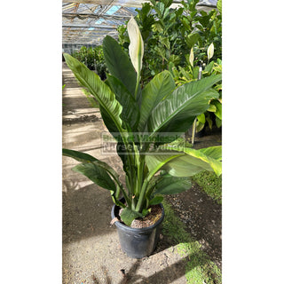 Spathiphyllum Sensation Xlarge 300Mm Pot Indoor House Plant Default Type