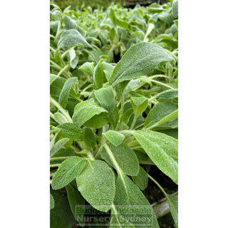 Stachys Byzantina 140Mm Pot Lambs Ears Default Type