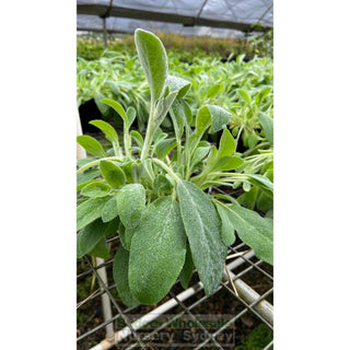 Stachys Byzantina 140Mm Pot Lambs Ears Default Type
