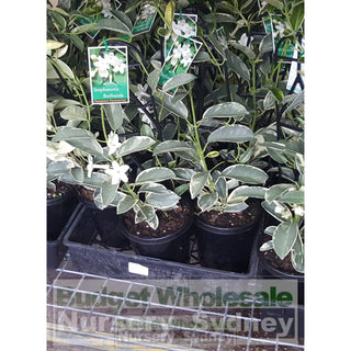 Stephanotis Floribunda Variegata 150Mm Plants